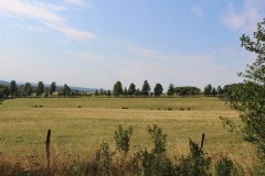 IMG_5619