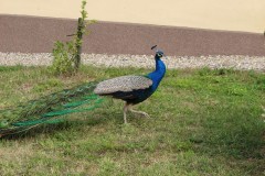IMG_5670